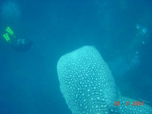 Close encounter with a 6-metre whale shark by Barbara PHUA Pay Lee 
